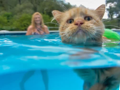 swimming cat