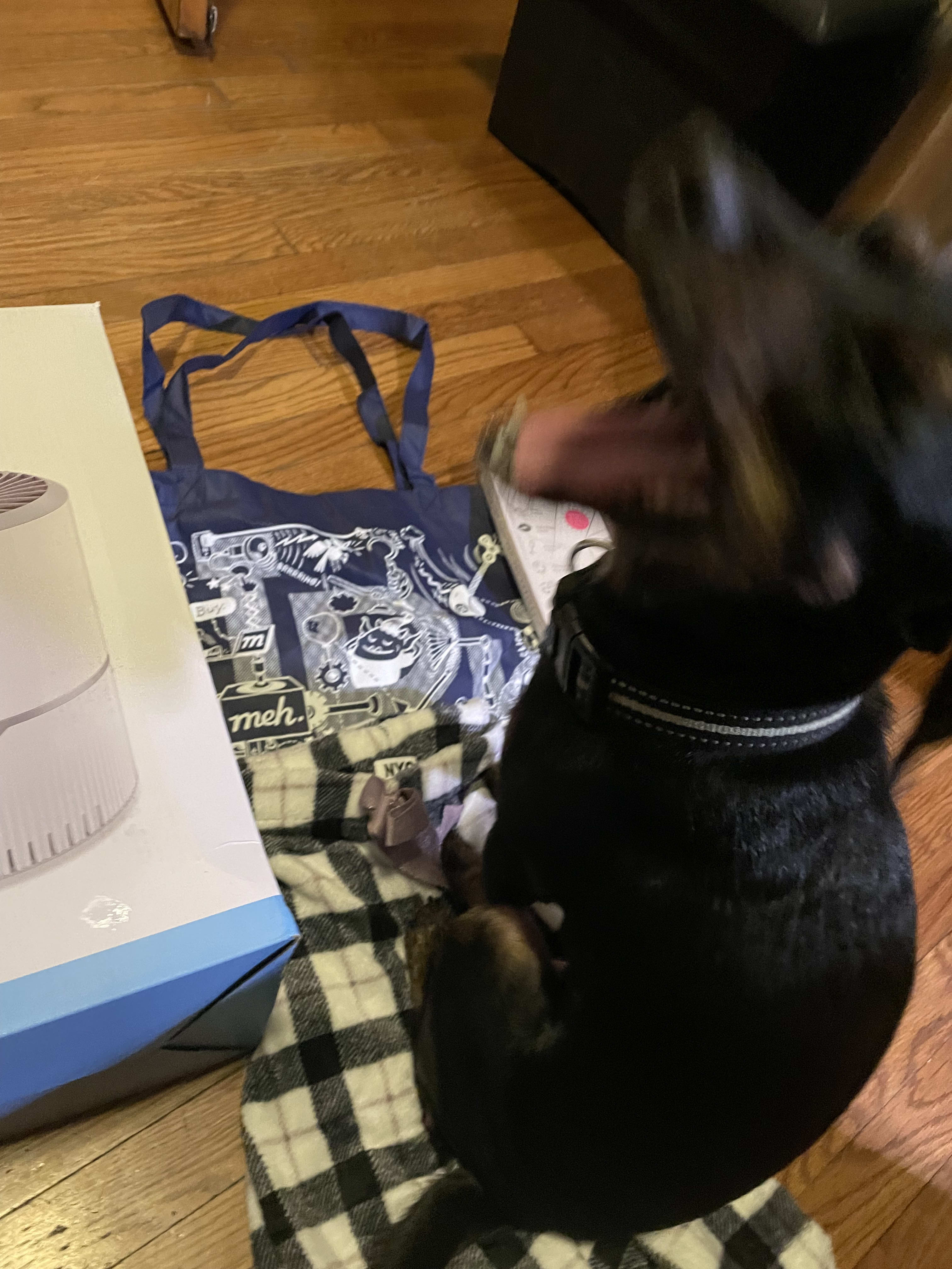 Cal shouting in excitement over contents