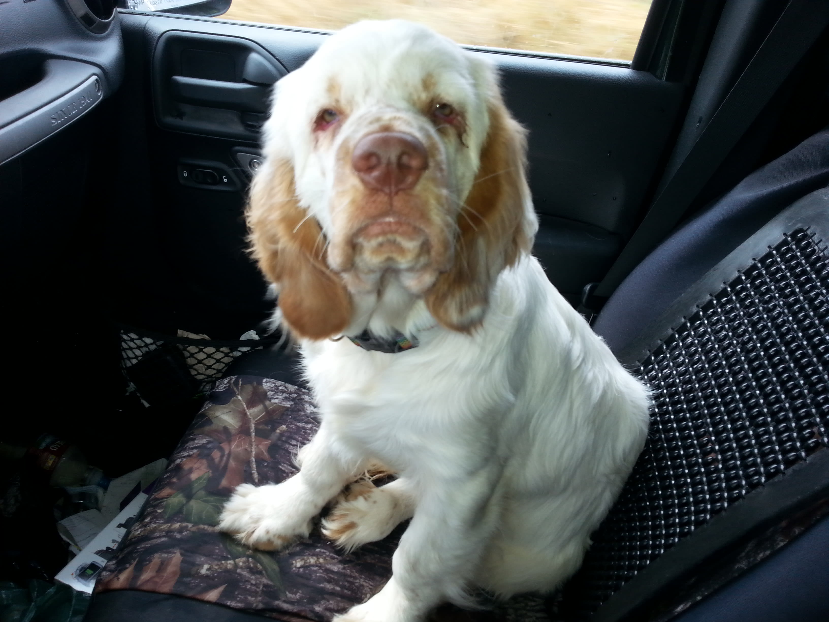 As a puppy