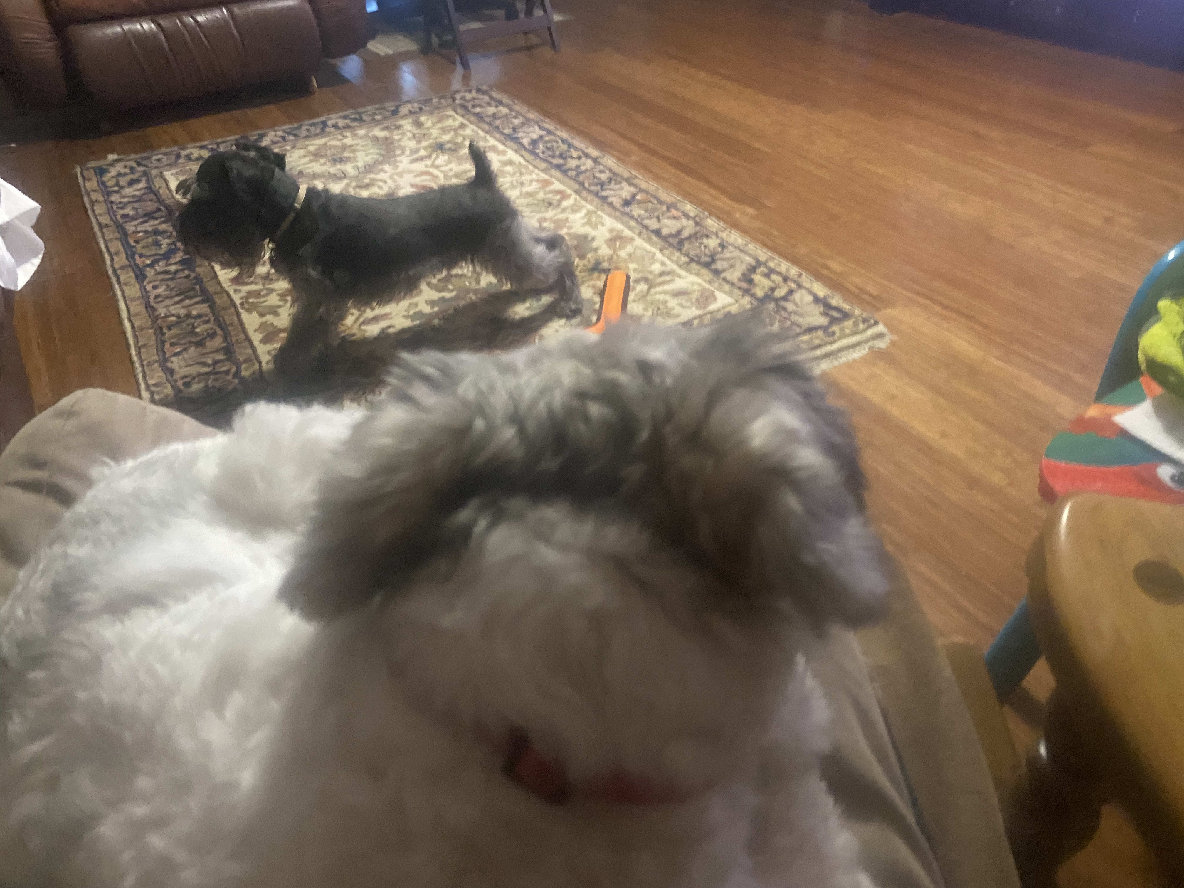 Barkley in my lap looking at Nike  