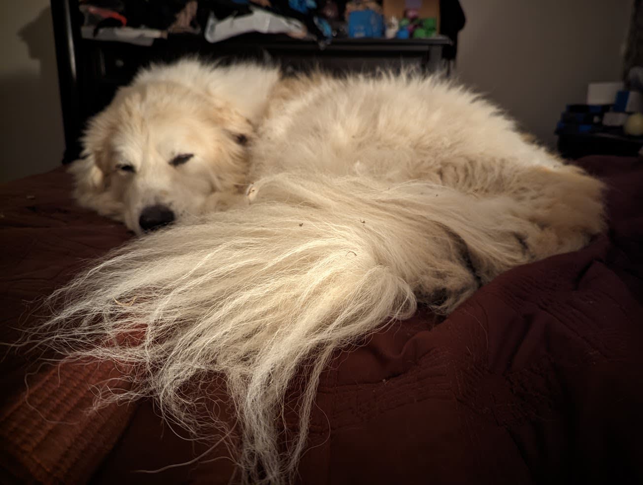 a great pyrenees lies on a bed with it's tail over its nose