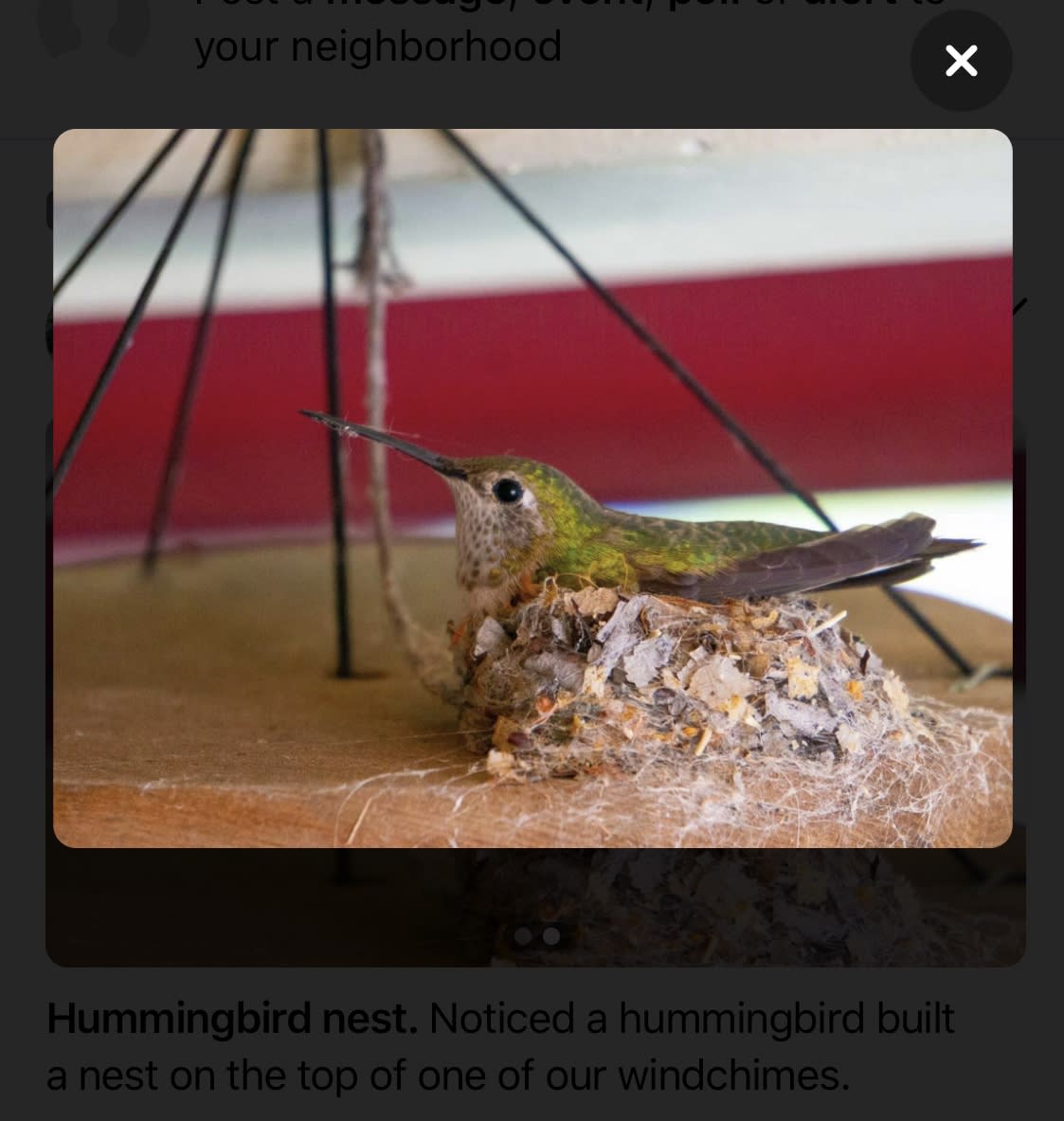 hummingbird nest