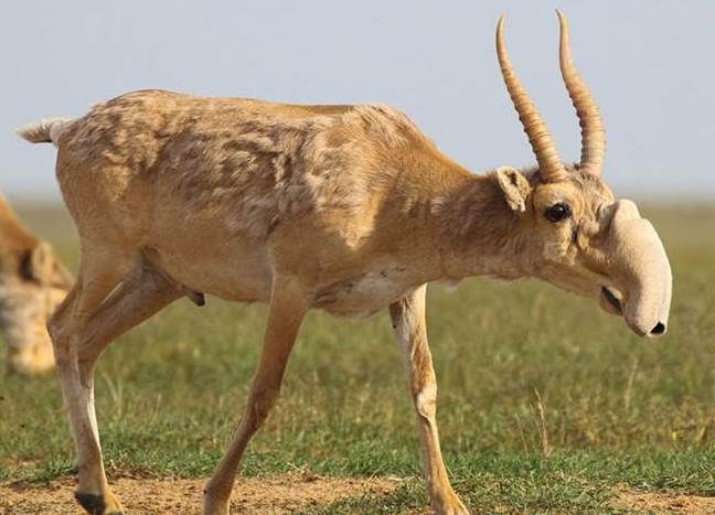 nonsensical-blunt-antelope