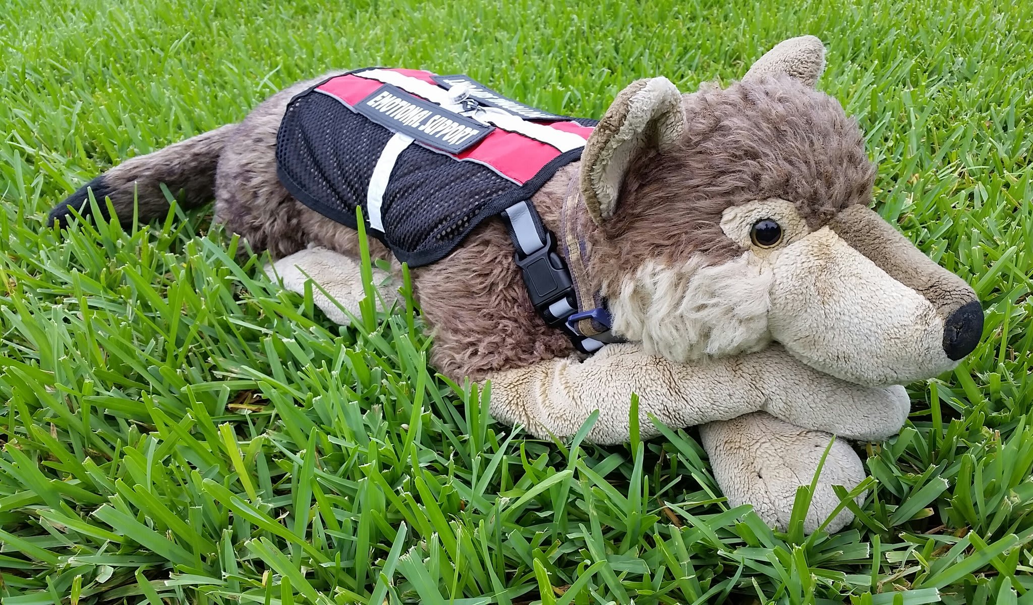 Emotional support wolf!