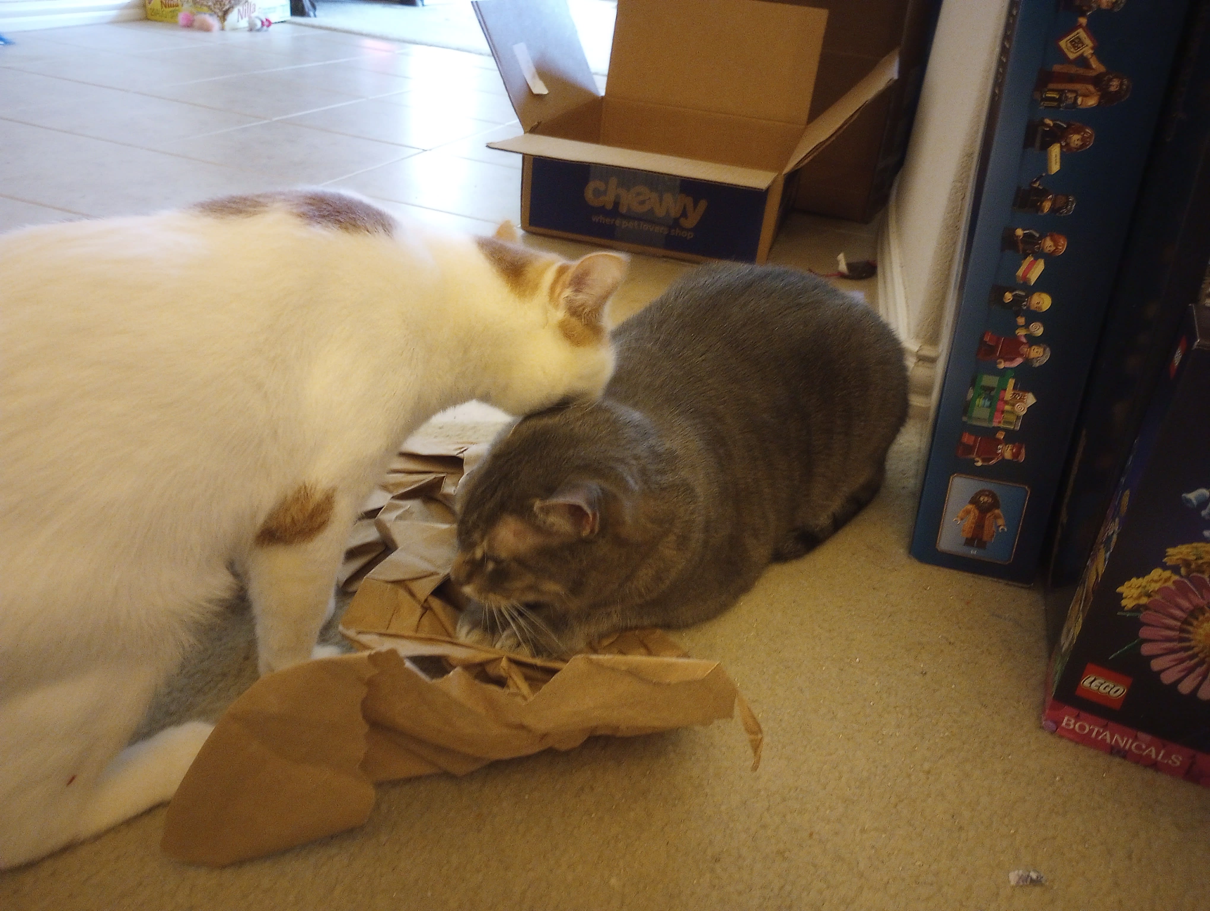 Nix liked the crinkly paper that was included and claimed it as her own. Pixel decided he wanted it and to pounce on her. But she held her own! She later also inspected the box and declared it a very fine box.