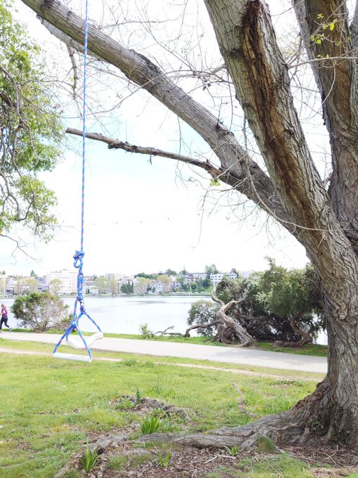 Exercise equipment in Oakland trees