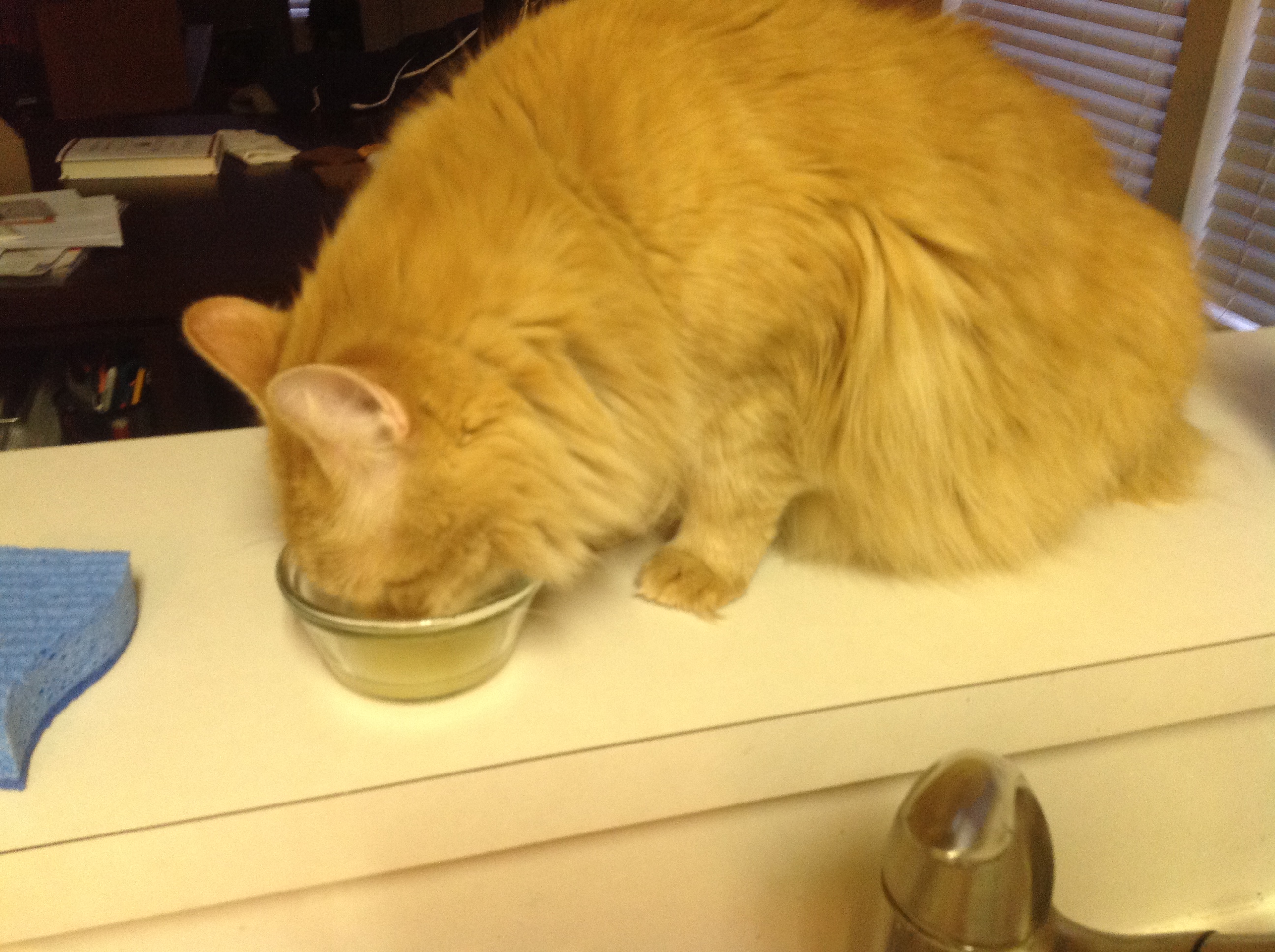 My cat, drinking pineapple juice.