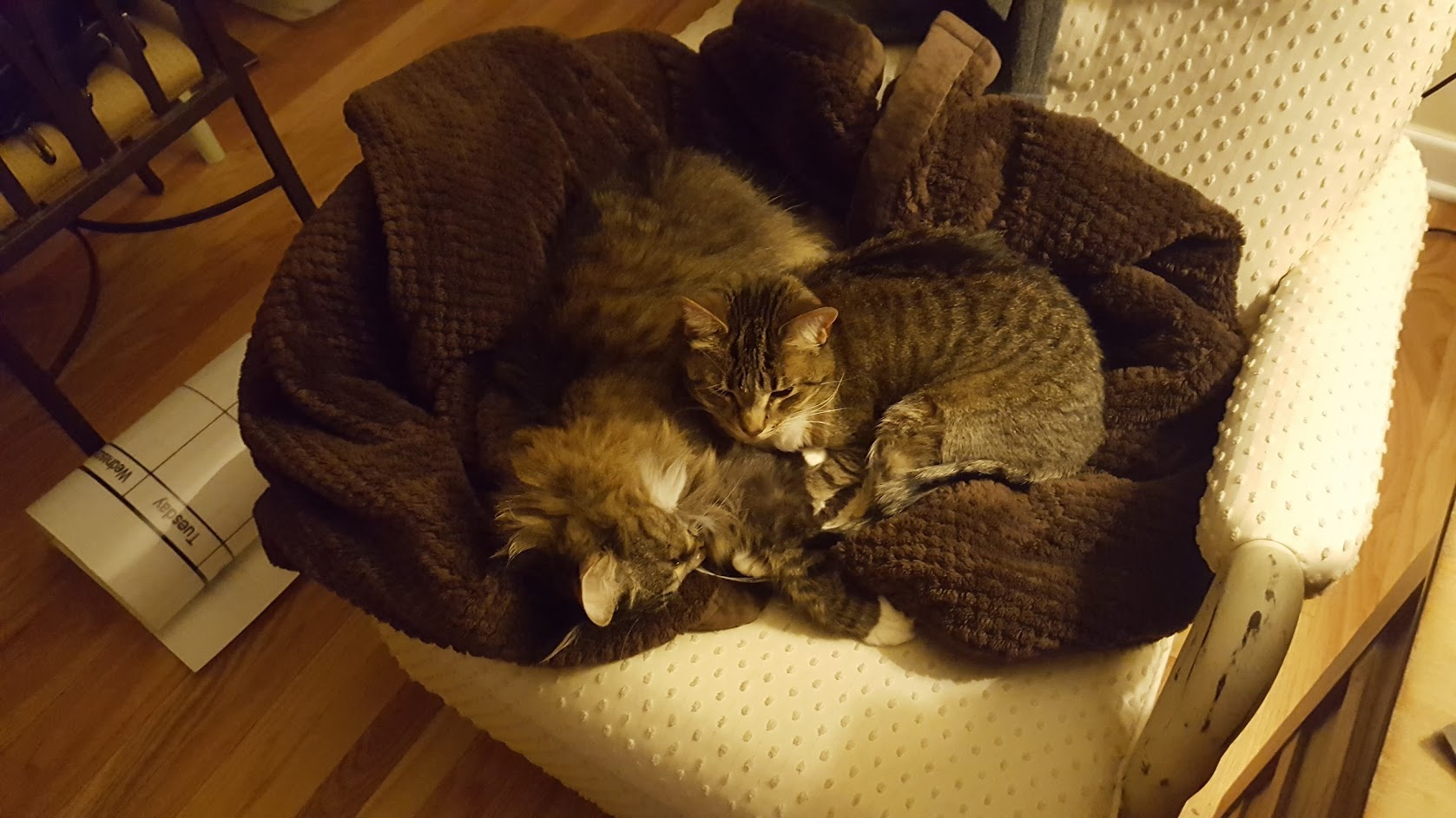 cats snuggling