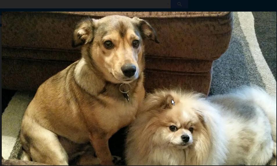 Buddy and Sam - Sam (the white one) is mine and Buddy (the brown one) is my moms (read puppy brother).  Love them both to pieces and they are best friends :)