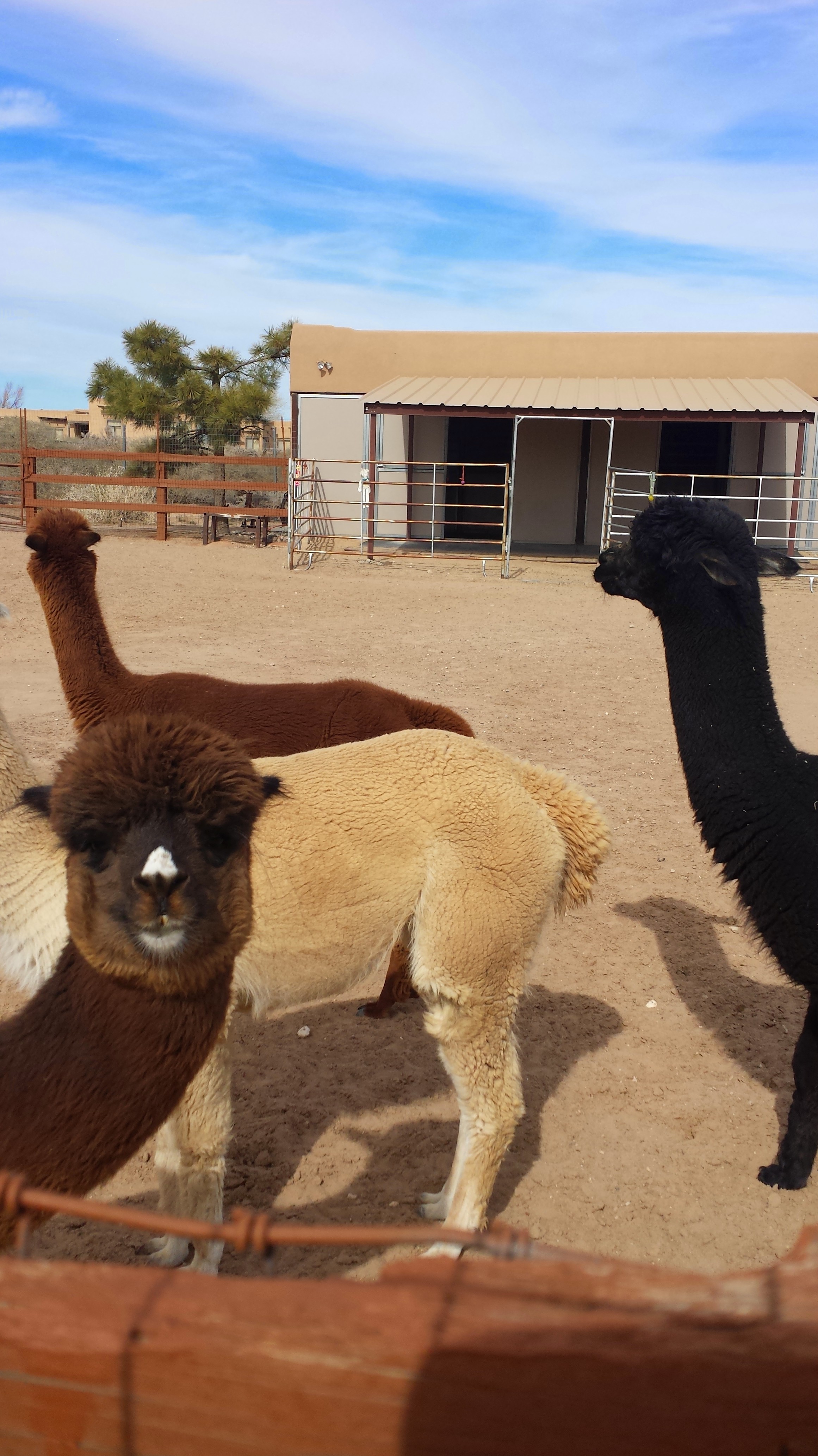 Kanga! Chillin with the girls.