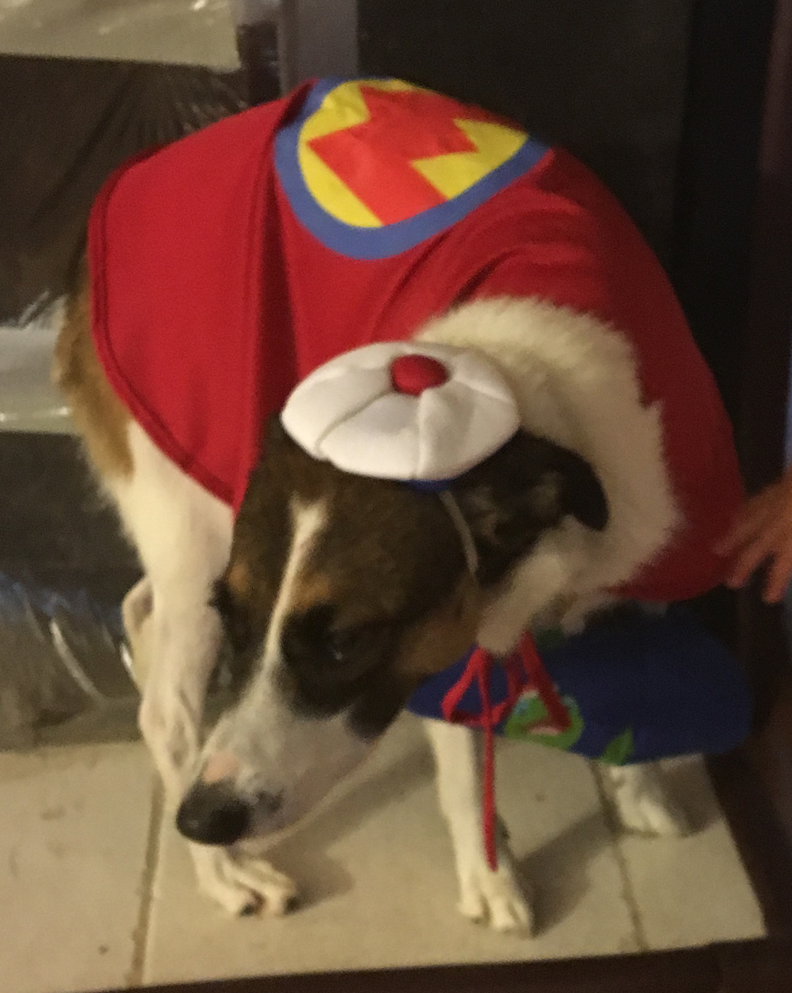 super dog.