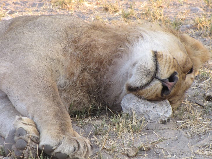 A lion with an unusual headrest