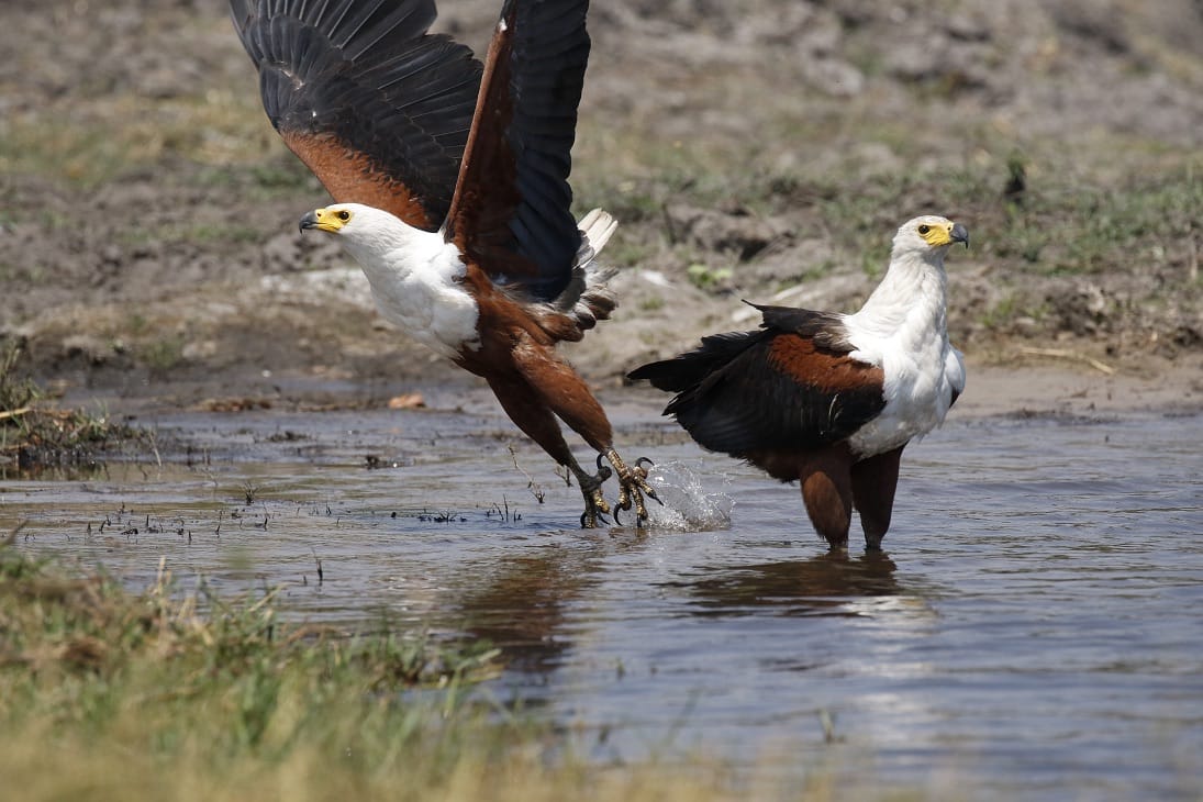 African fish eagle