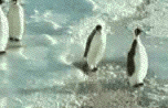 penguins