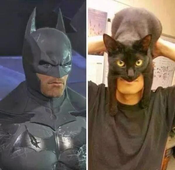 Batcat