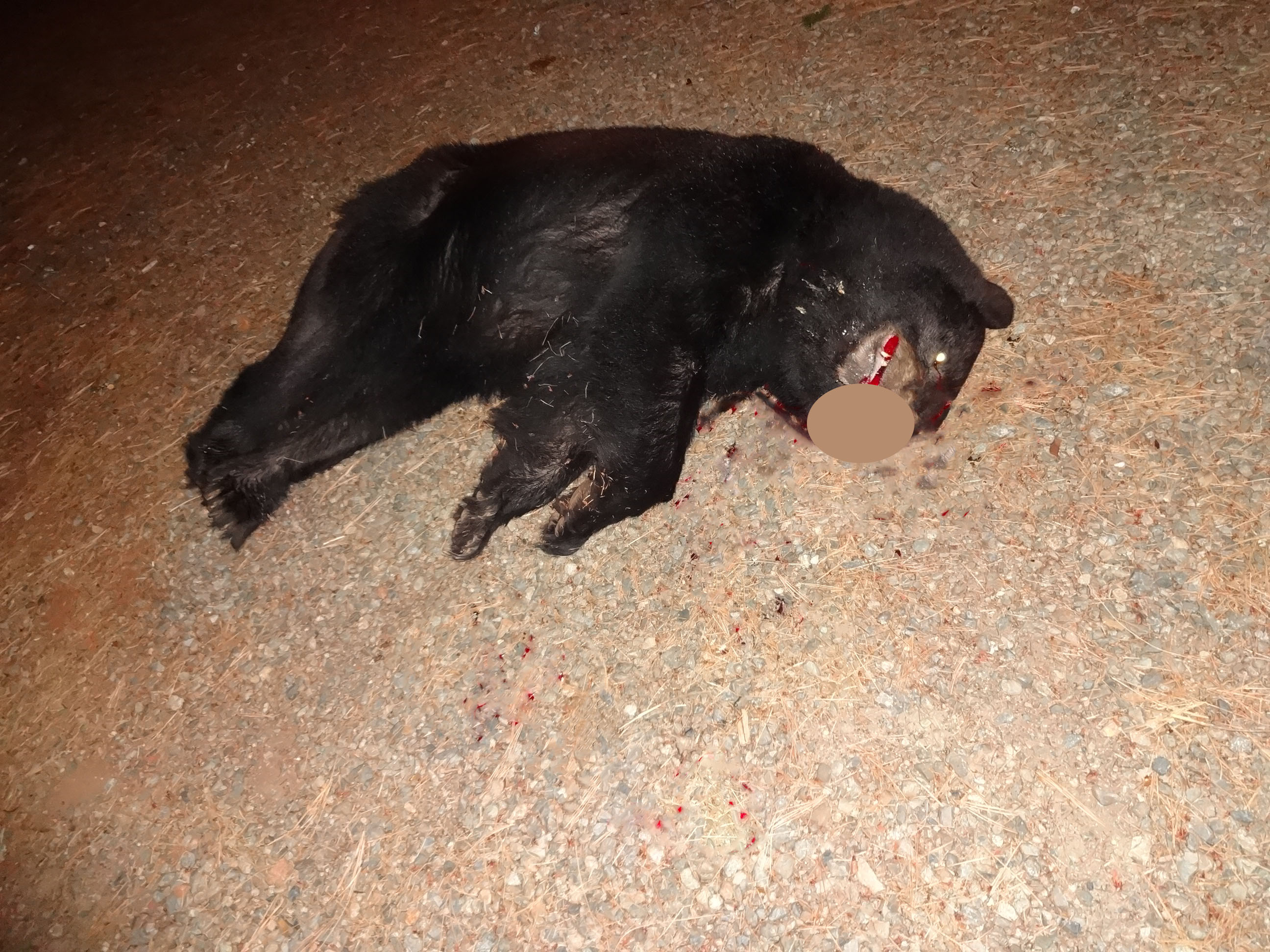 Bear-My driveway 2013