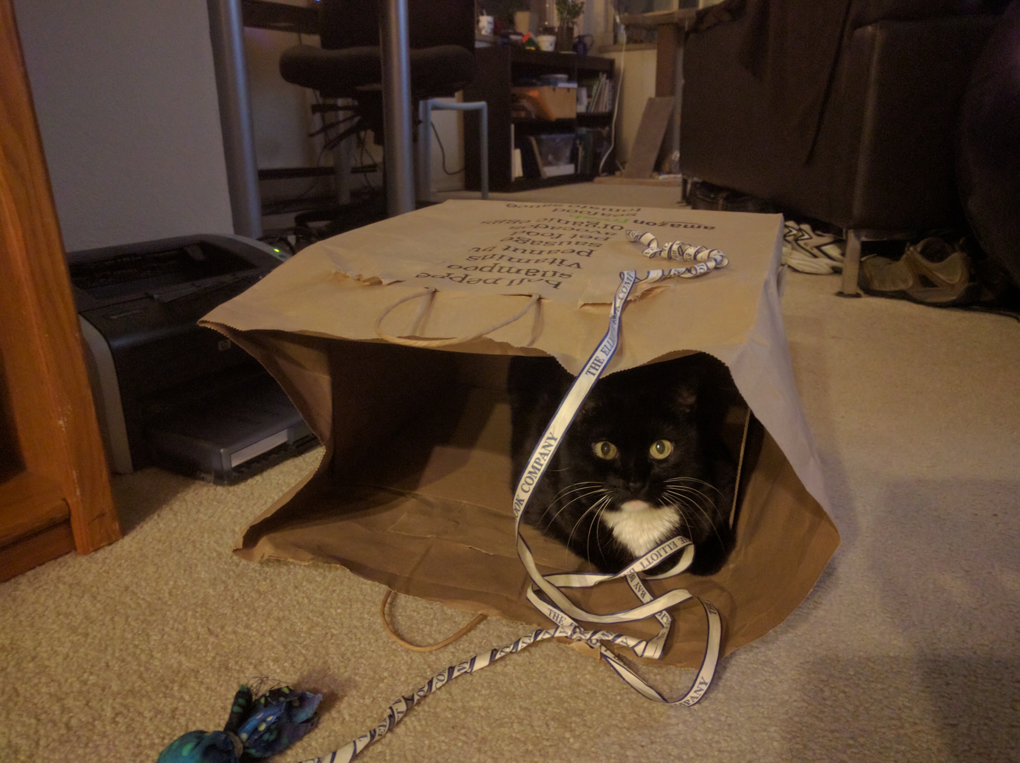 Here's my cat "Six", happily occupying a bag.