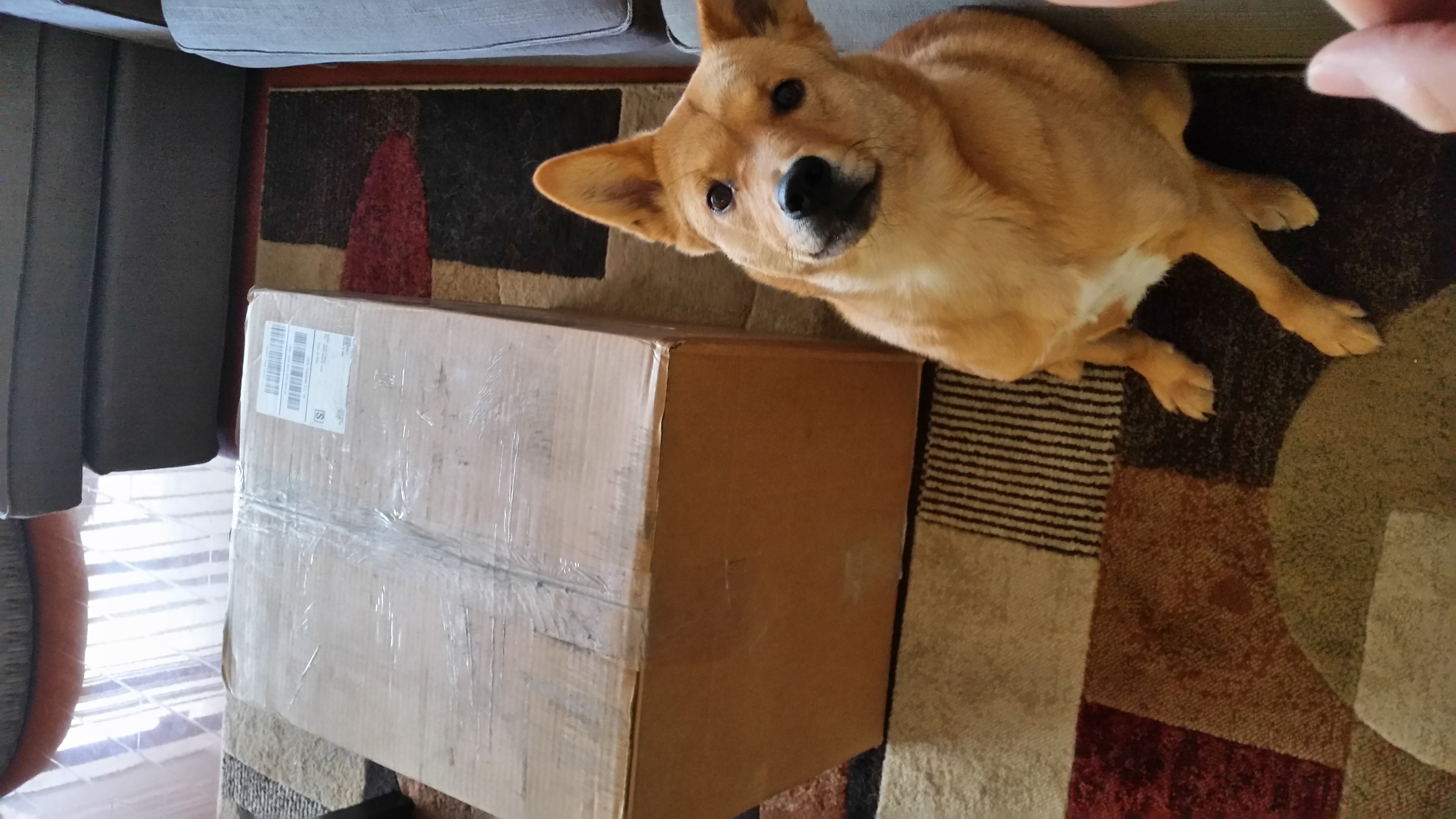 Who's a good dog? You know.