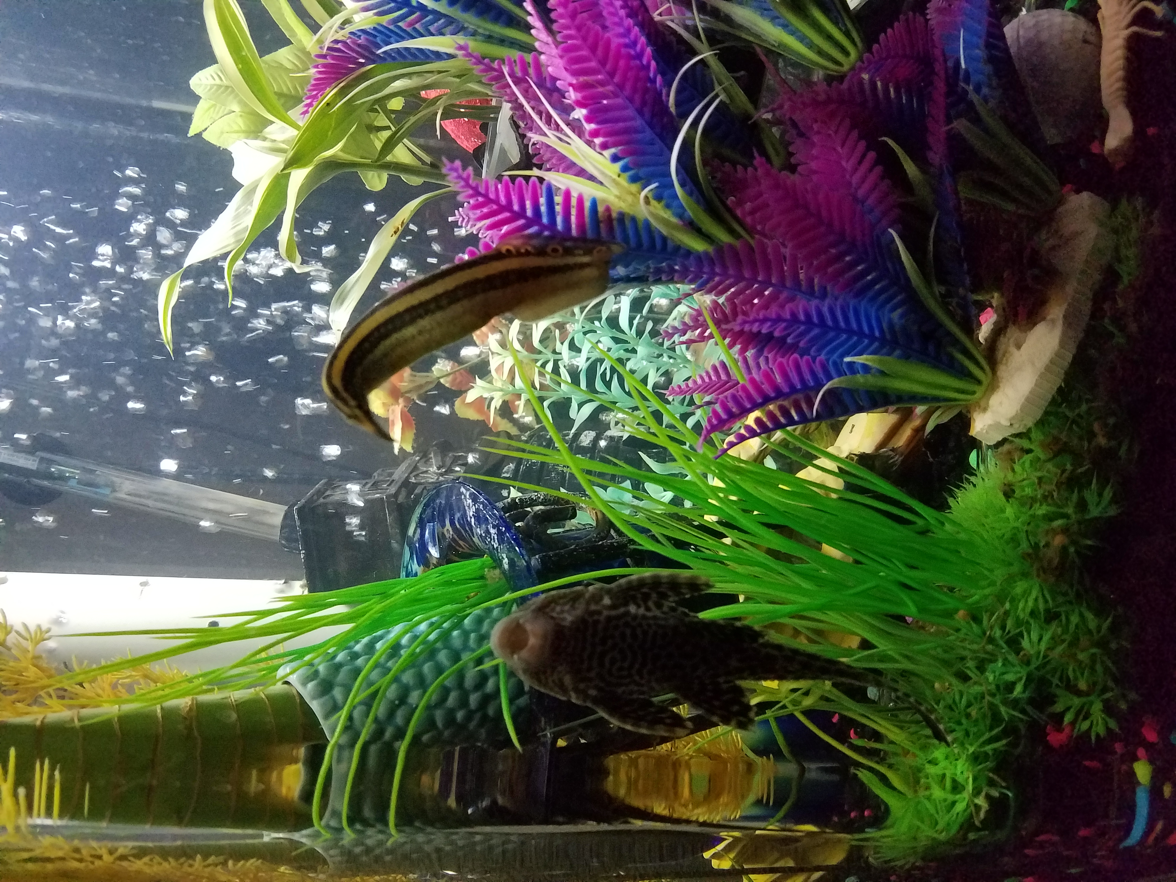 Ty heres my pecock eel & pleco...🤘🌮🌮🍺