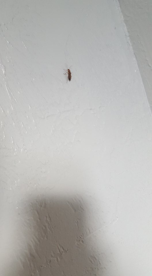 Meh: Can you identify this bug?