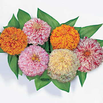 zinnias