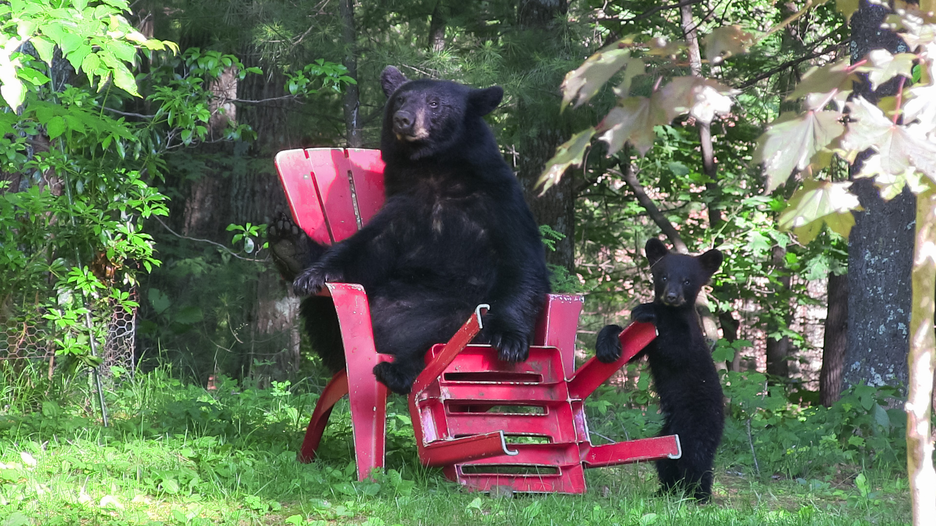 Bear sitting in Rubbermaid Adirondack chair
