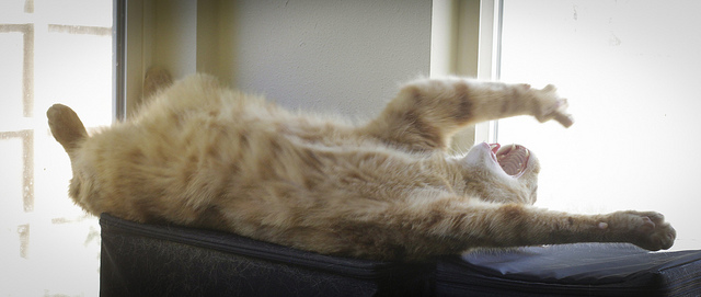 My old cat Freakshow