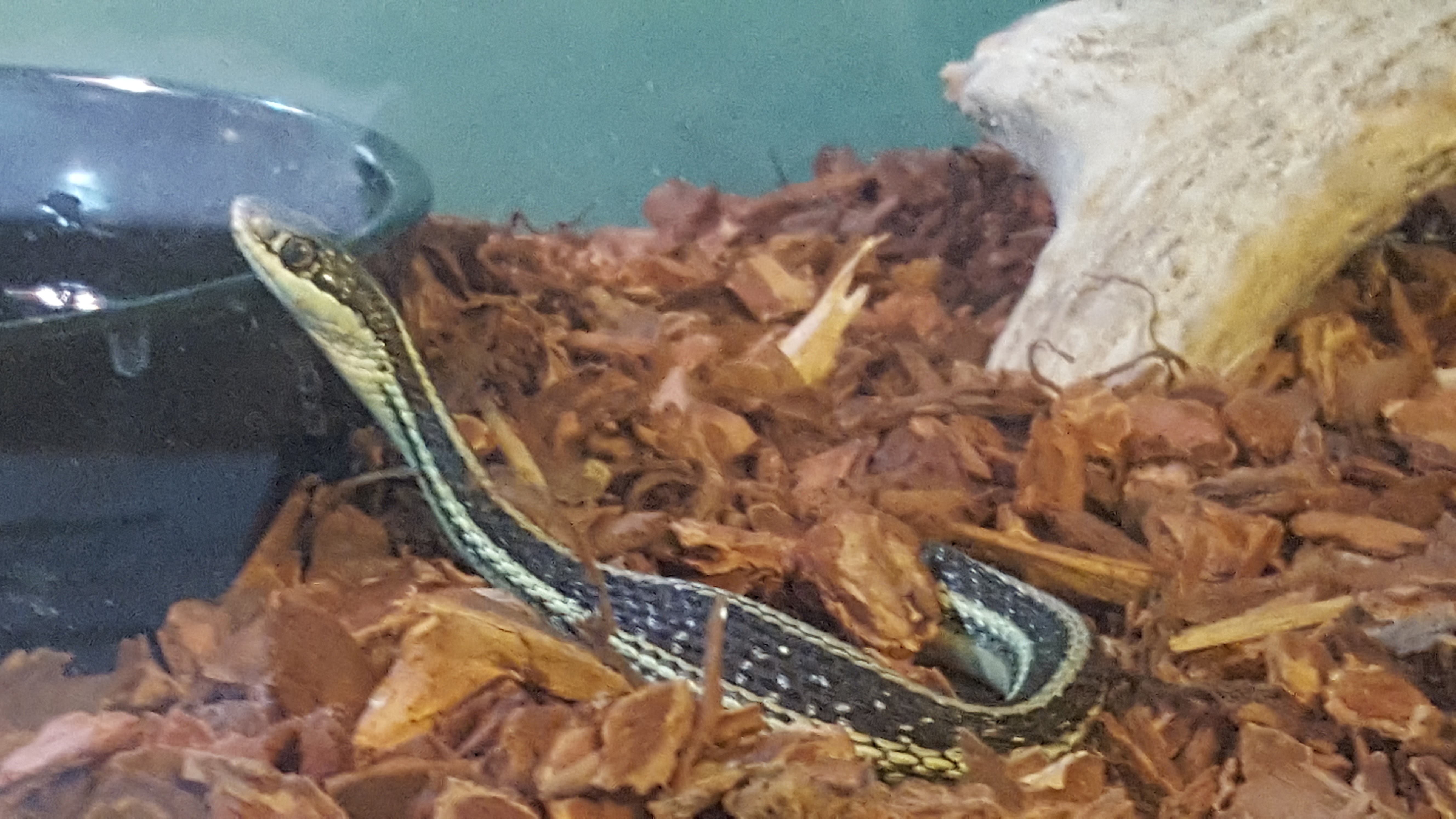 Pepe the Snek is living with us temporarily.... He just ate a fish in this snap.