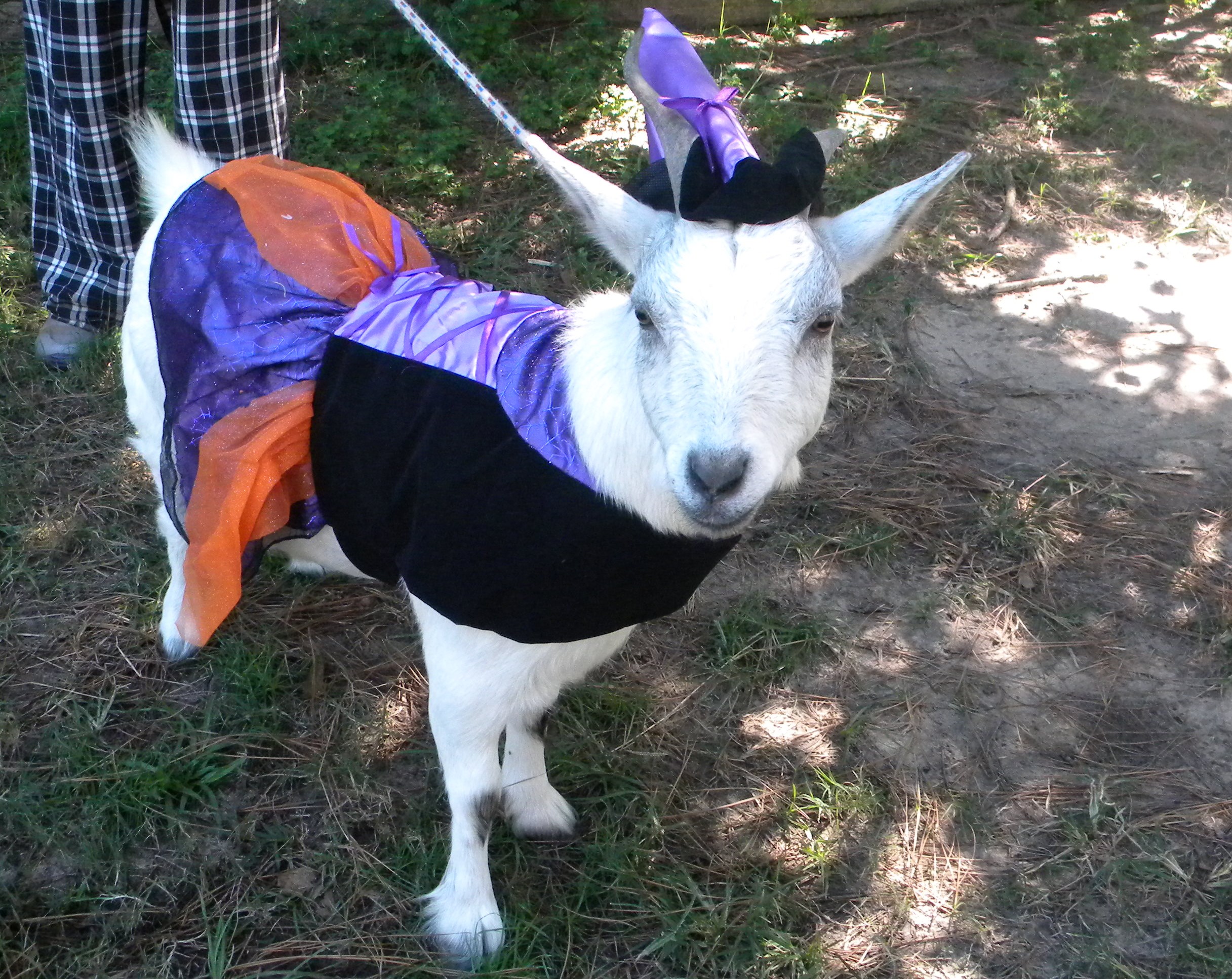 Meh Goat costume time! (October 2017 nominations)