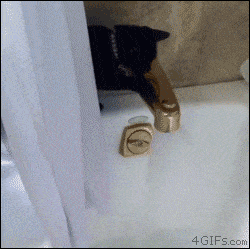 Cat GIF