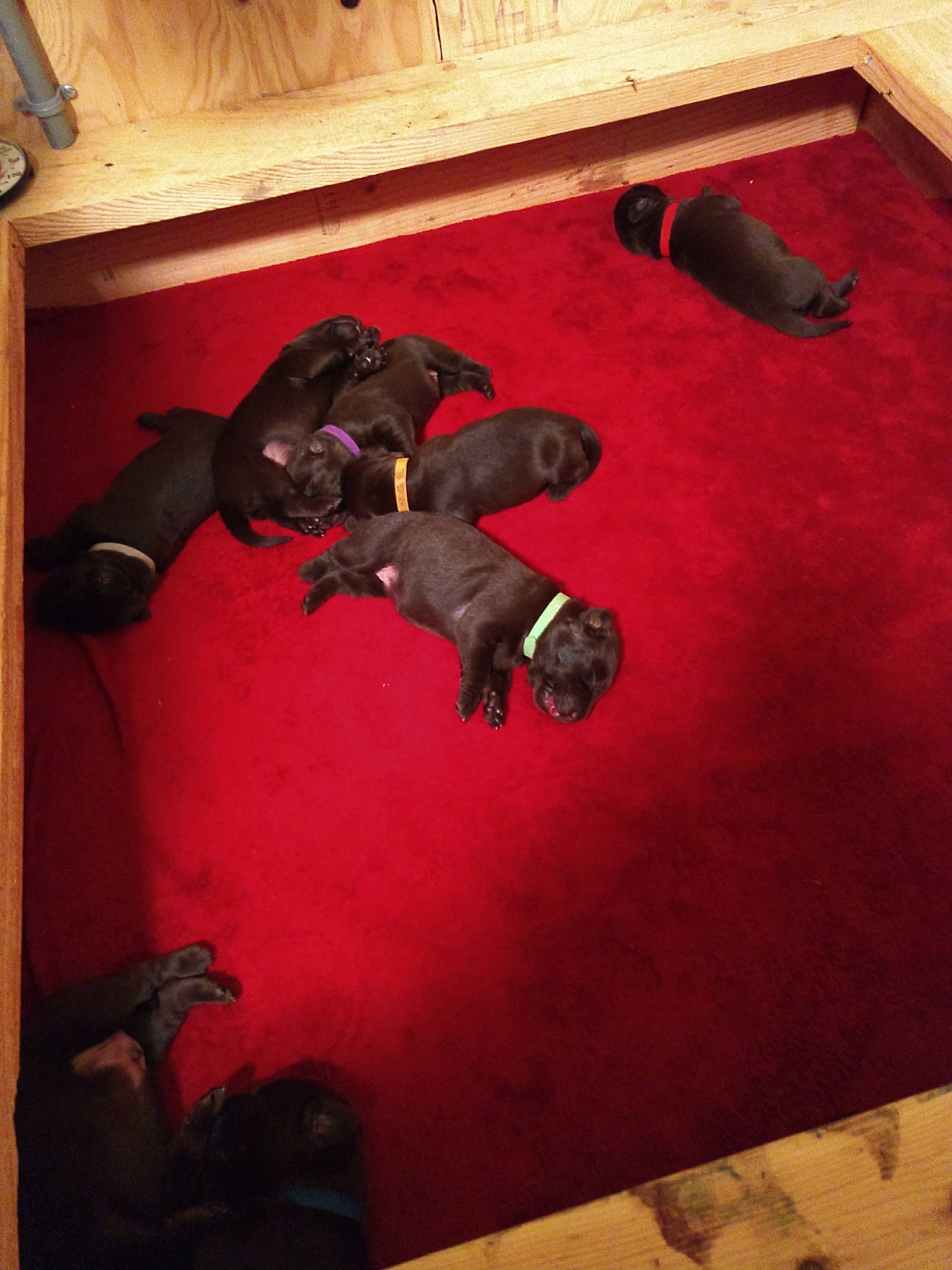 Just a picture of some puppies