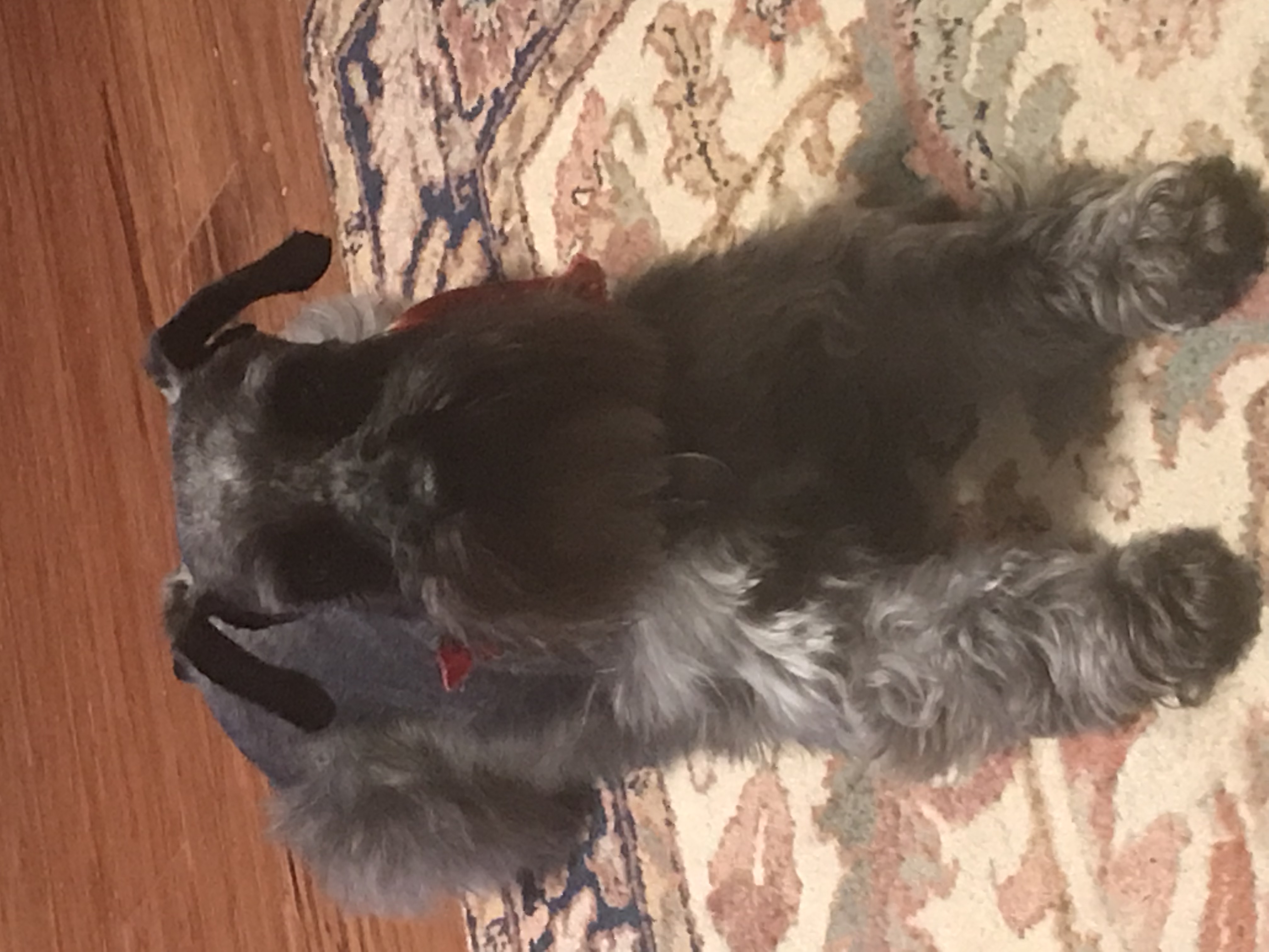 My miniature schnauzer Nike