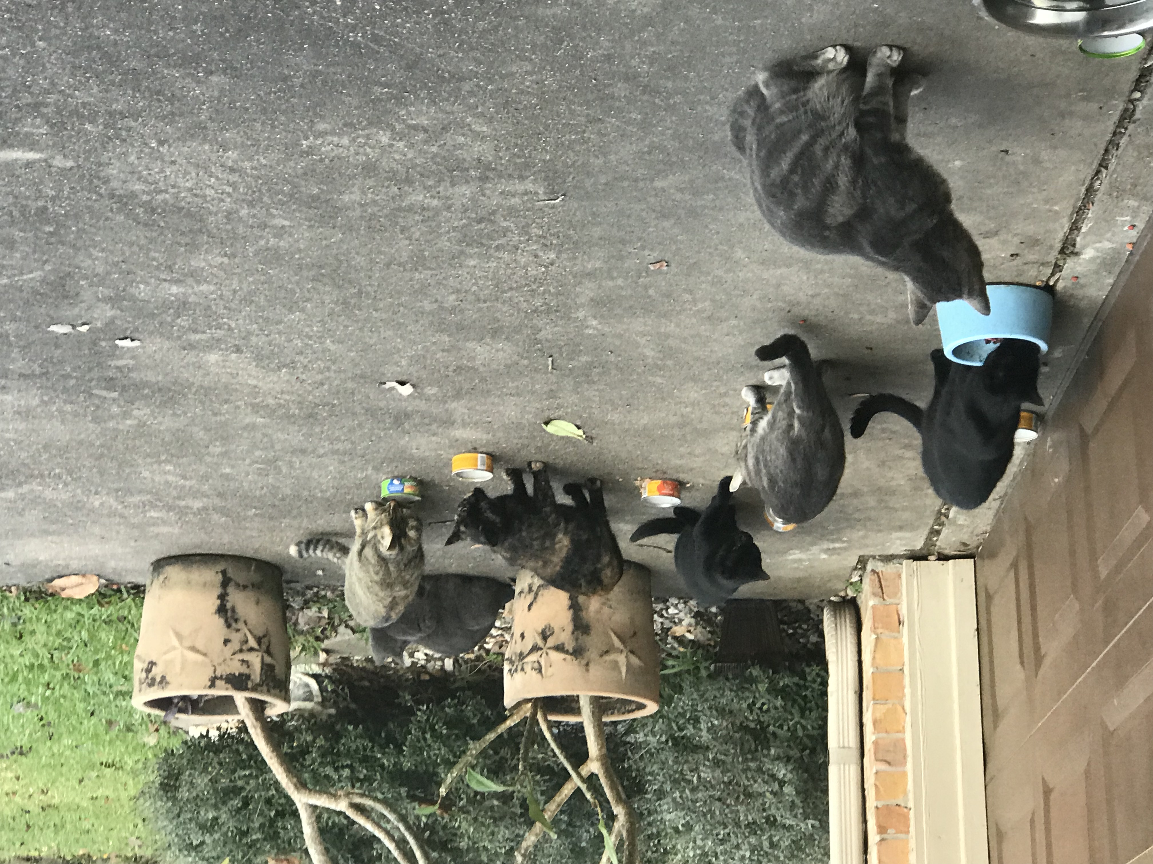 some of the cats we feed 