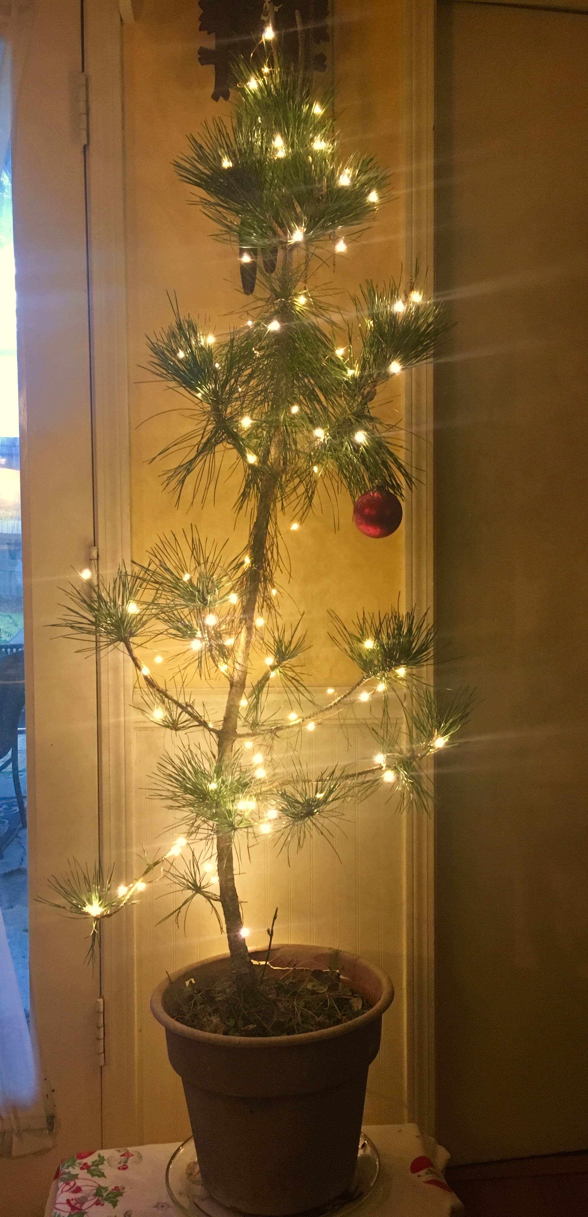 EveryHouseNeedsAChristmasBranch