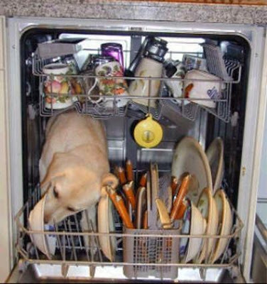 Dog Dishwasher