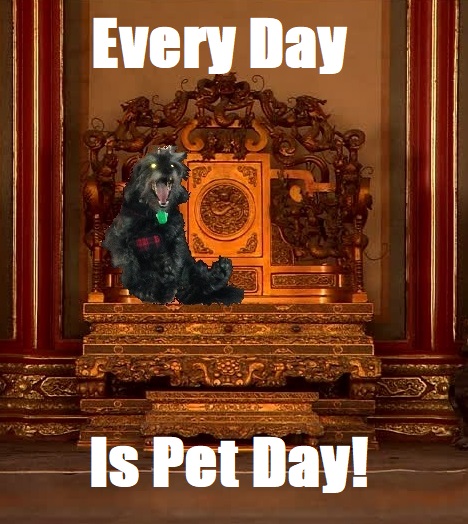 Pet Day