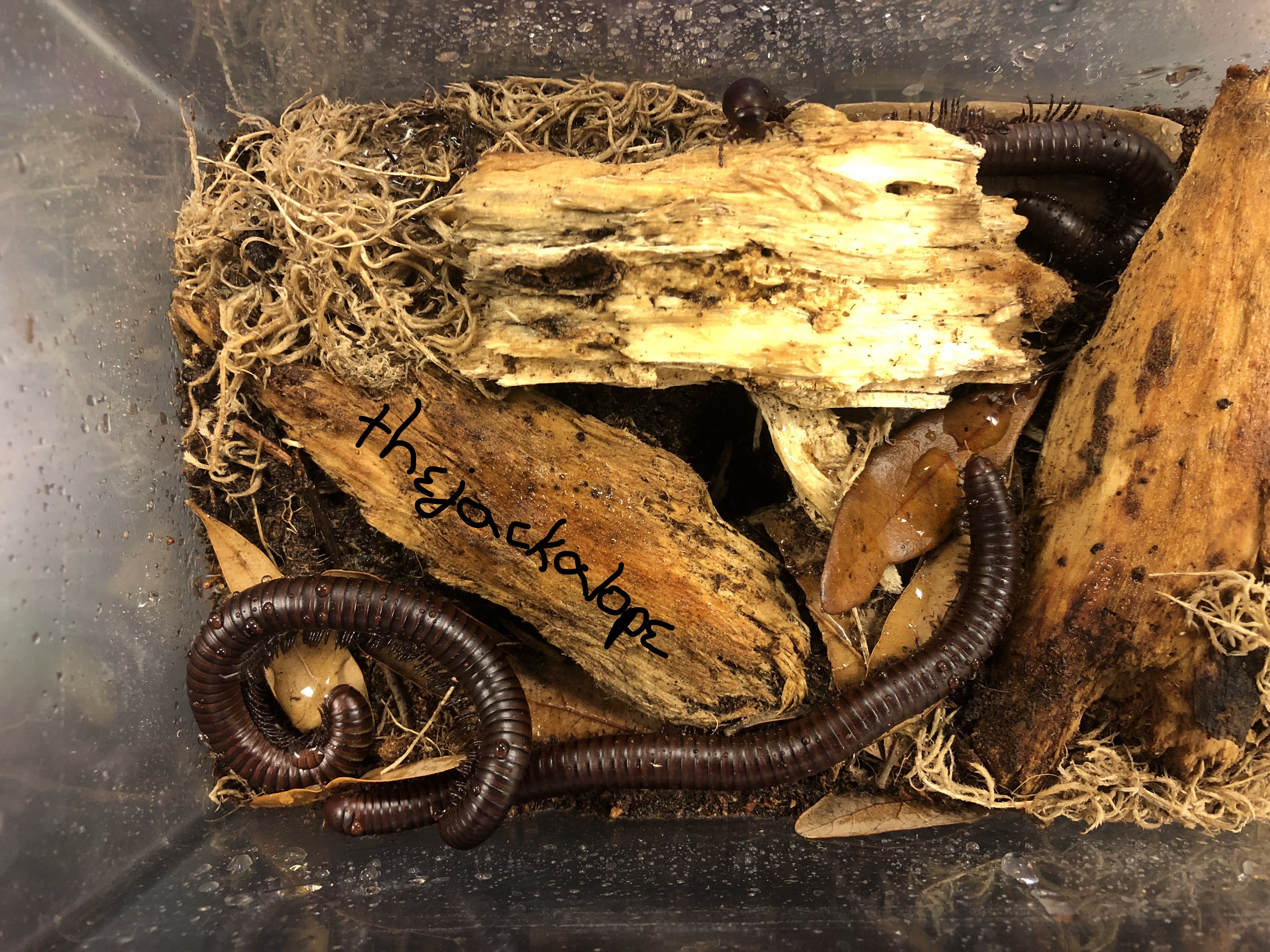 How many legs do you think are in there?