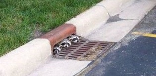 Sewer Raccoons