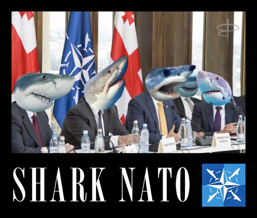 Shark NATO