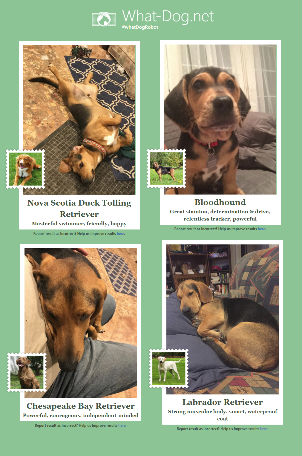 WhatDog ahs no Idea what kind of dog he is