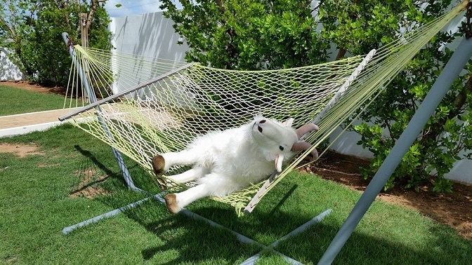 Goat Hammock