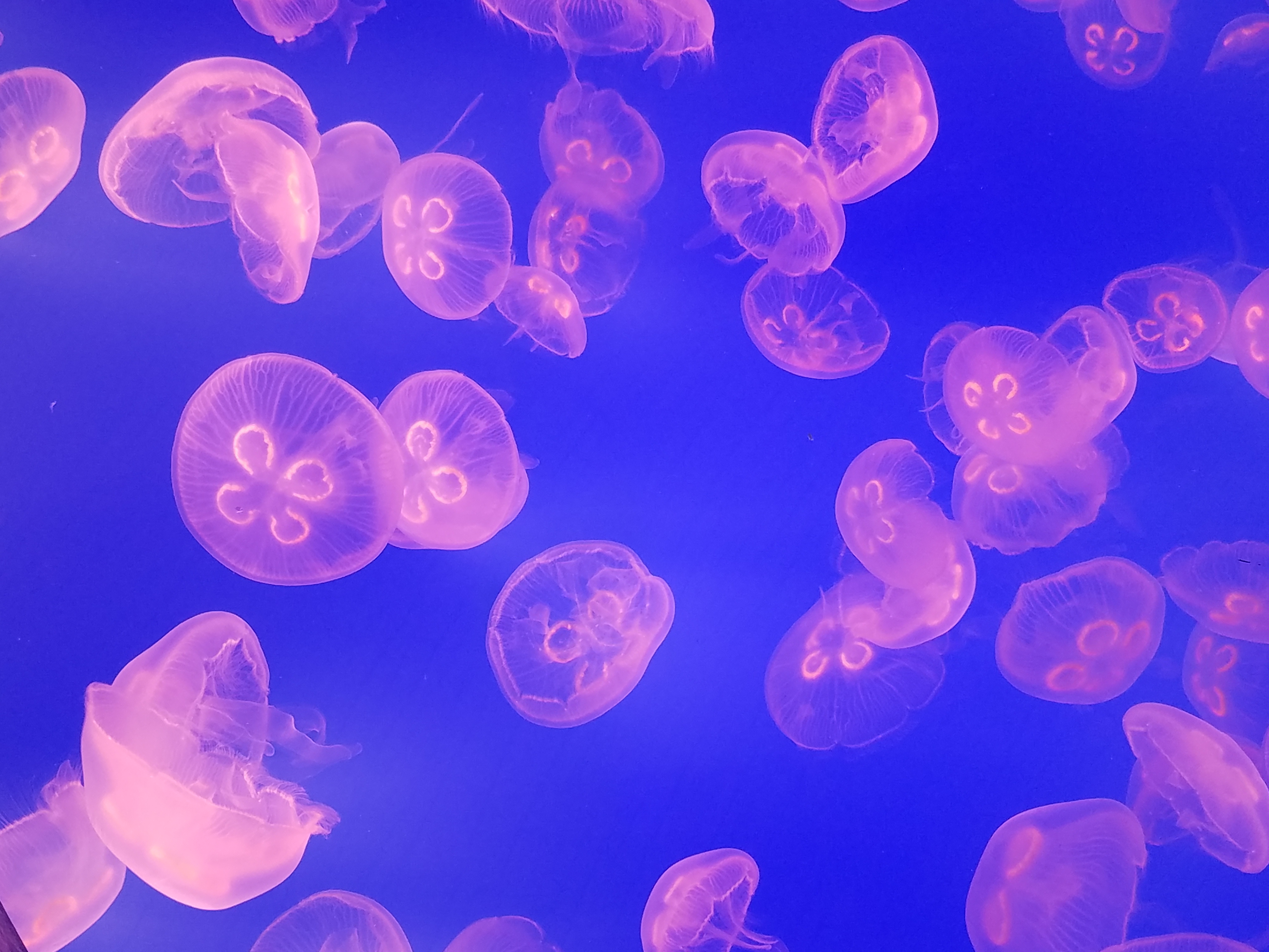 Springfield Bass Pro