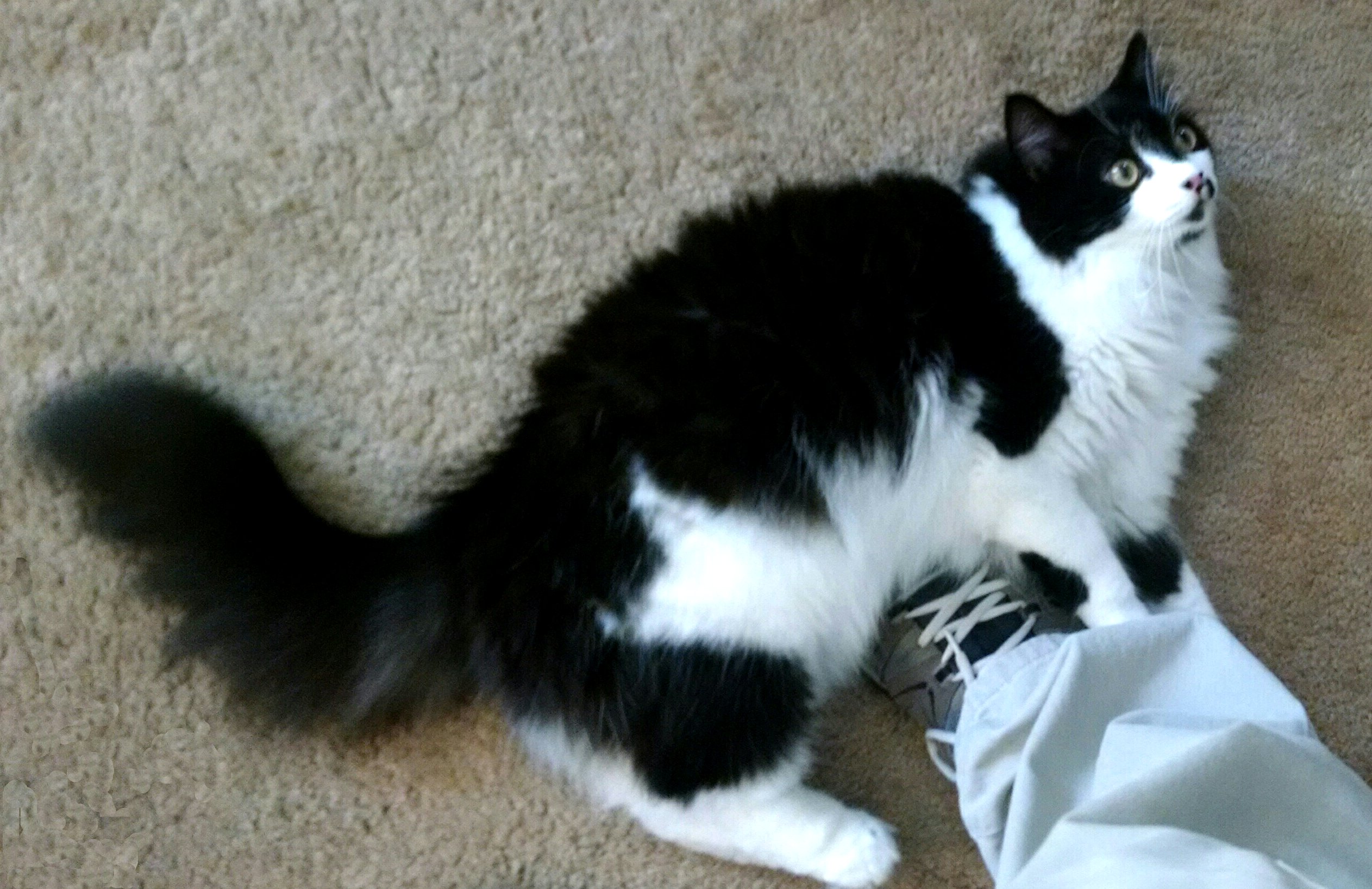 shredding my sneakers