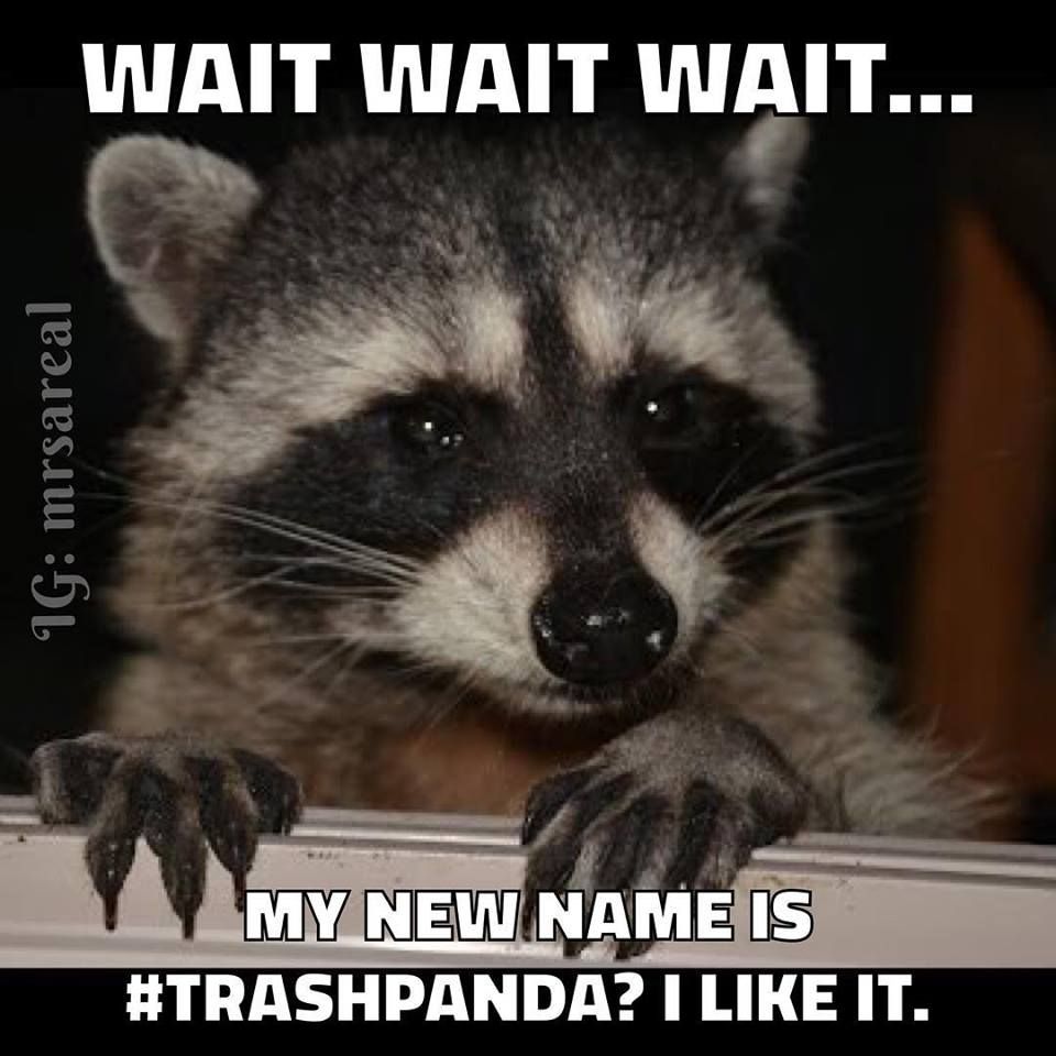 Trash Panda