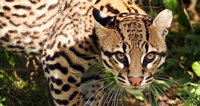 Ocelot