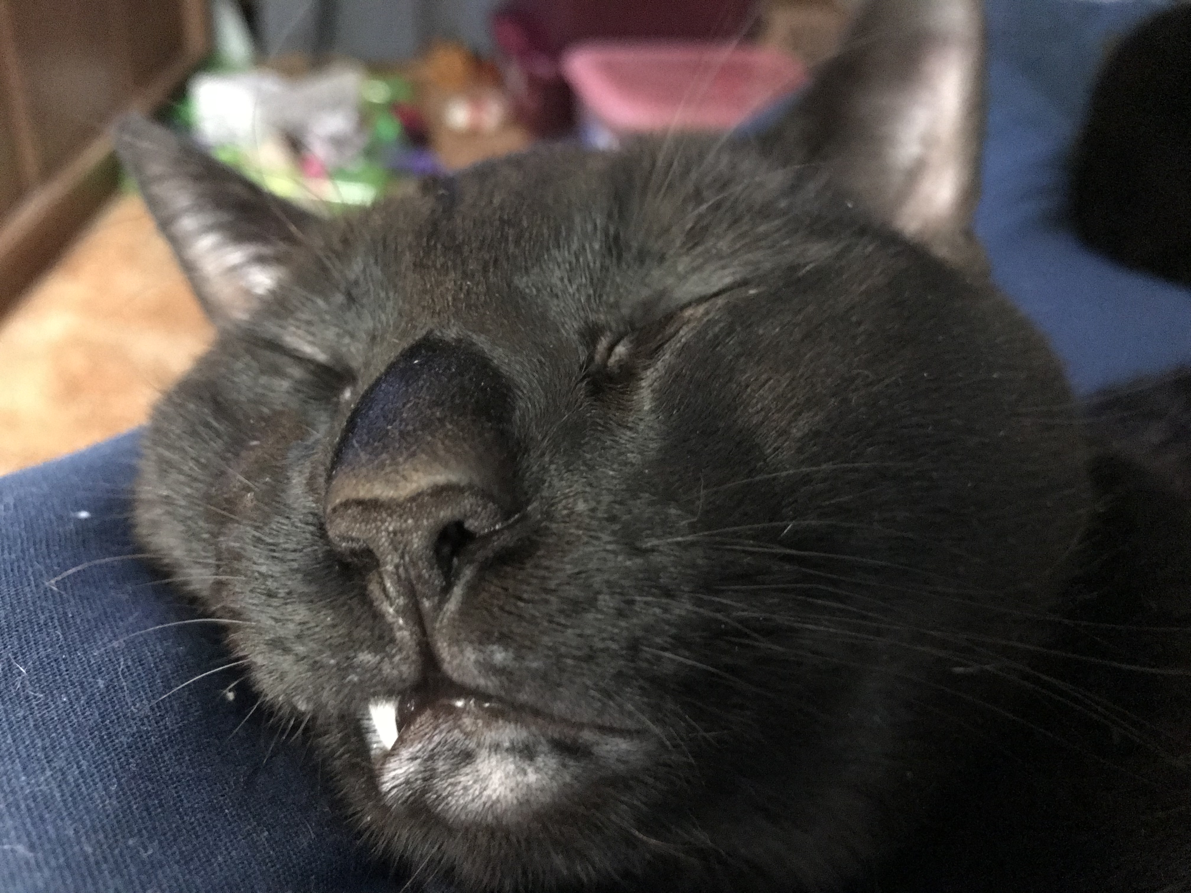 My cat makes funny faces while sleeping. He was dreaming of being Irk maybe