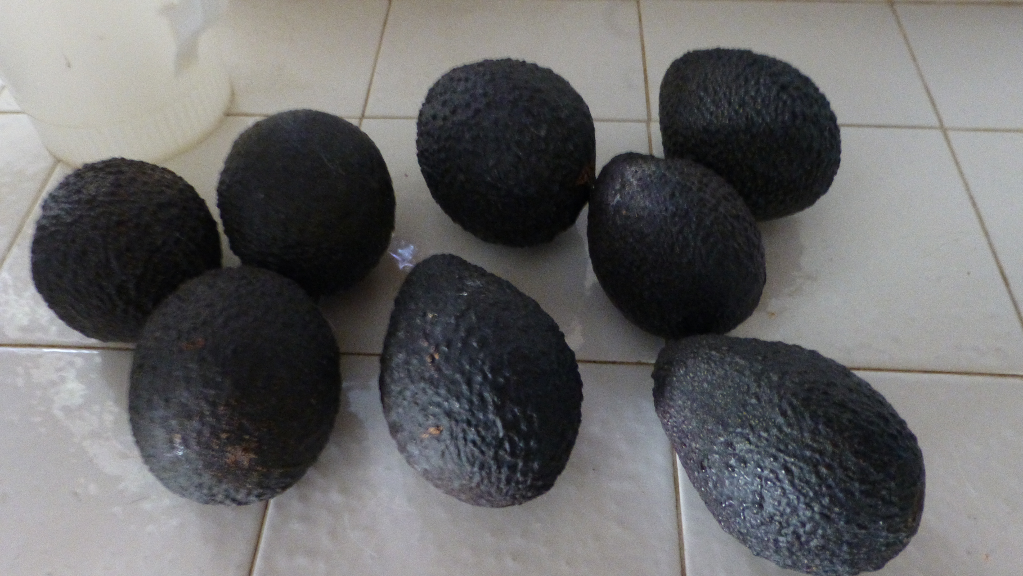 avocados
