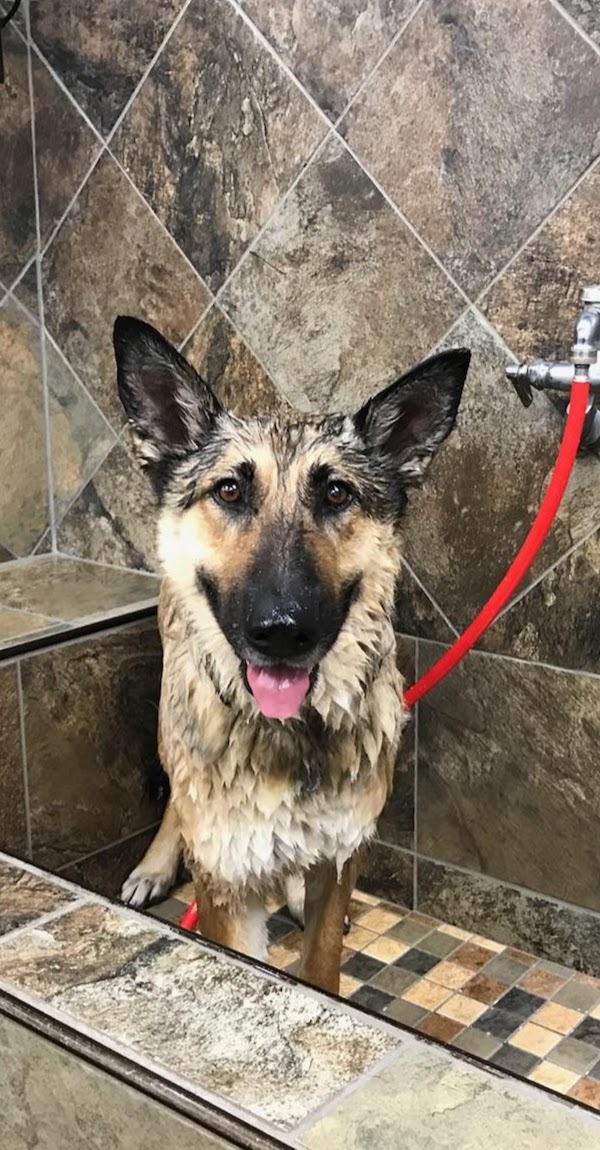 Our foster Elsa getting a back