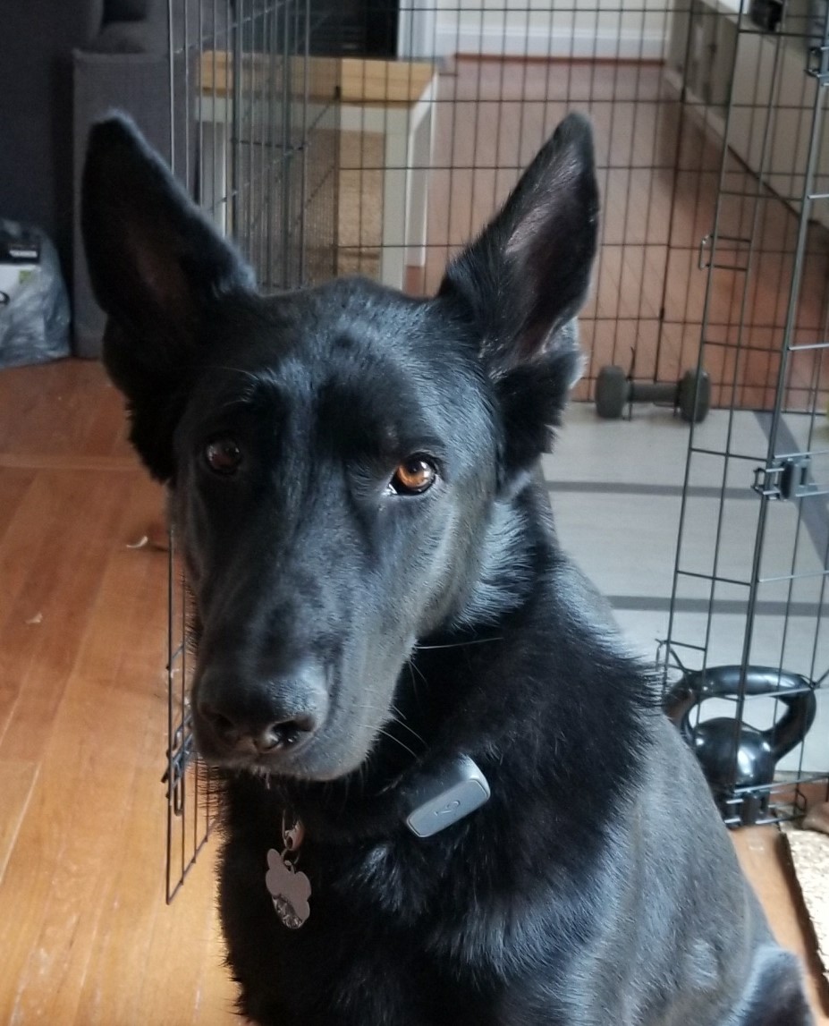 our all black German Shepherd, Bruno