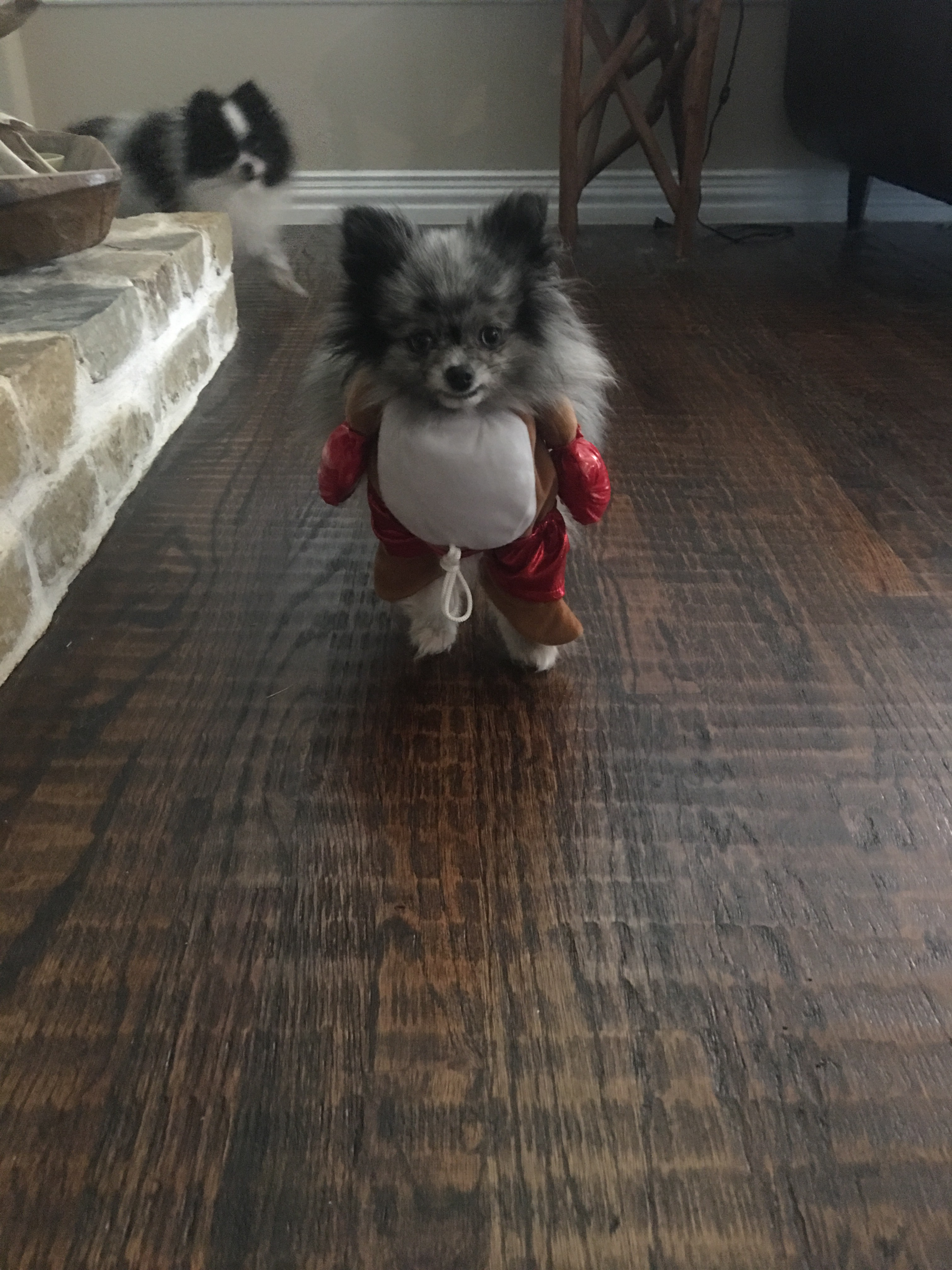 Dog costume